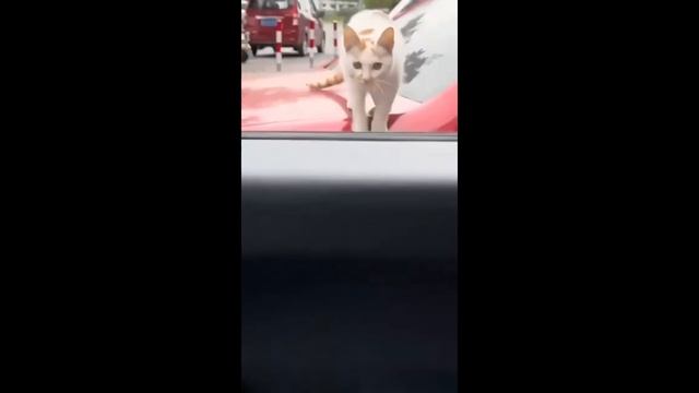 Как завести себе кота