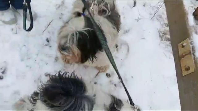 знакомство с лошадками