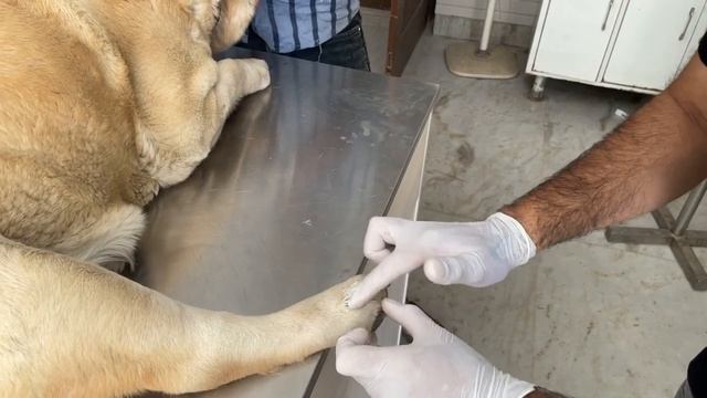 Pododermatitis in dogs||Treatment of redness in paw of dogs||Dog के paws infection home treatment