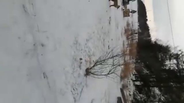 Видео Алексея Шемякина, сообщество "Услышано в Северобайкальске"