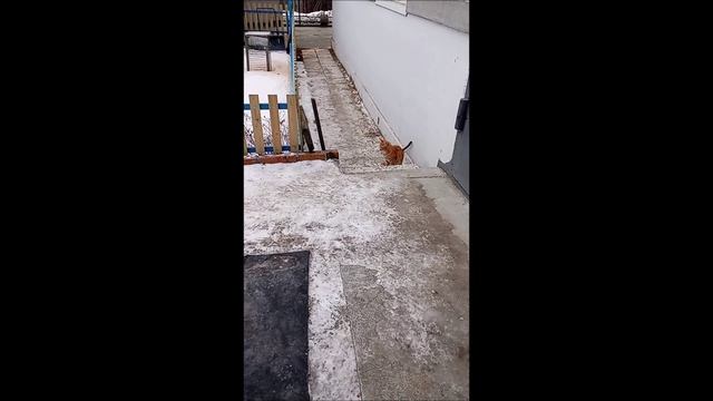 Кот. Овчарка. Собака. Том и Фокс.