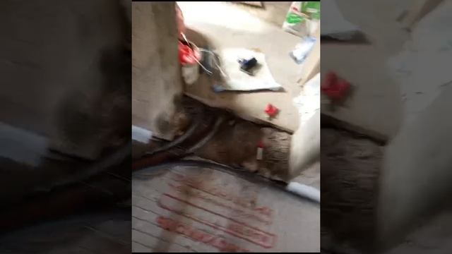 .mp4Маришка