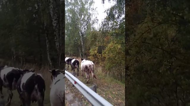 .бер хайласез гена шайхеразиев гадат буенча гына тыгынсак!