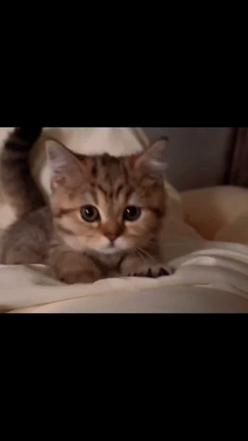 котята 😸