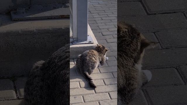 Кошечка Даша милуется