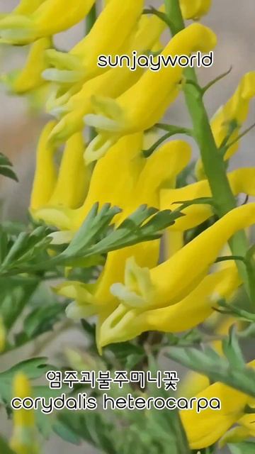 염주괴불주머니꽃 💝 corydalis heterocarpa flowers