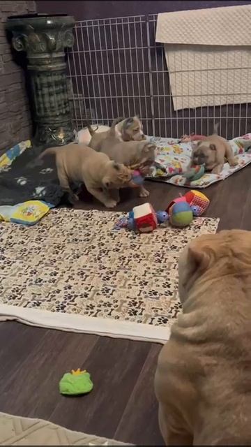 VID-20250312-WA0007.mp4