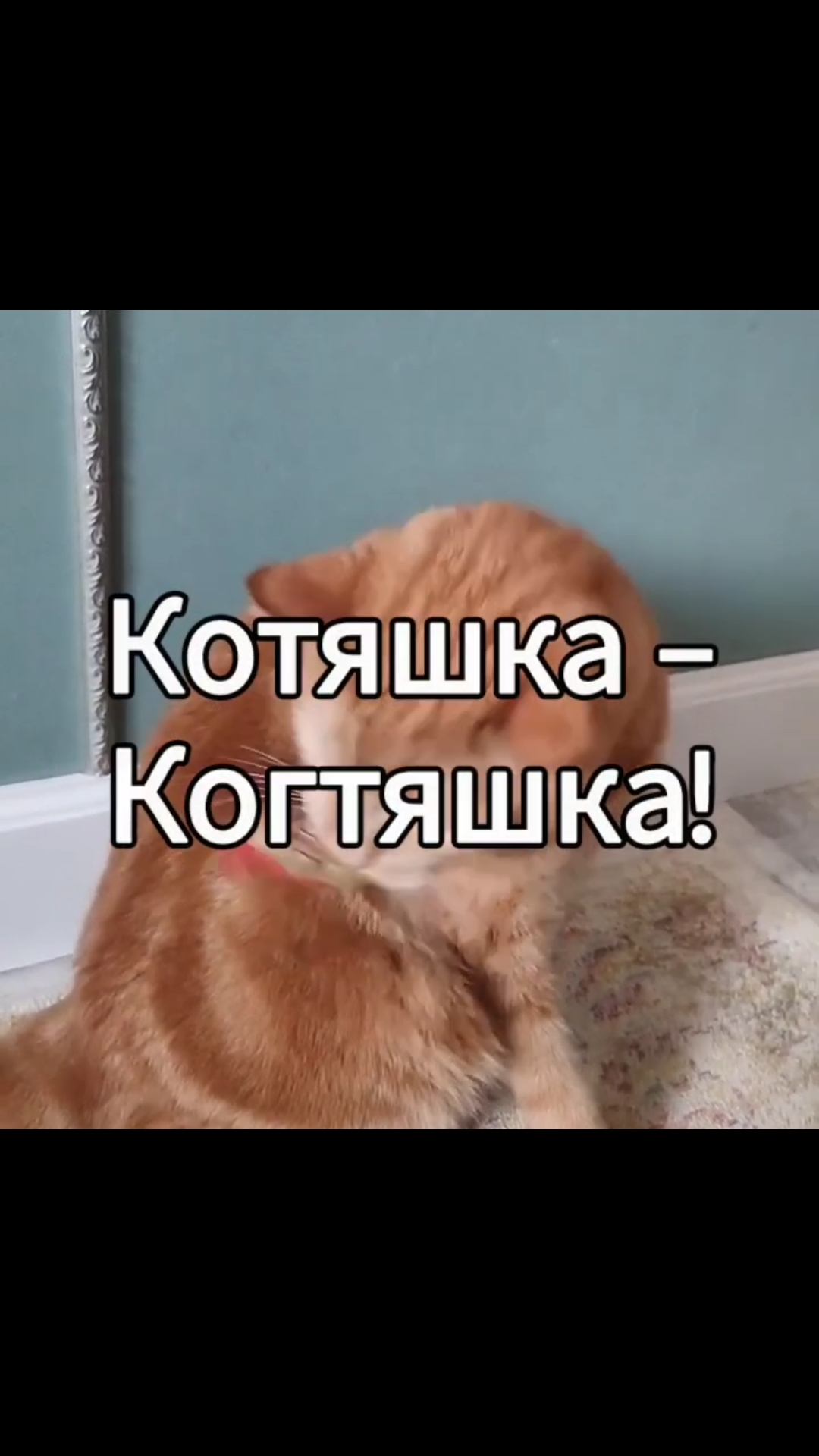 Когтяшка-кактяжко!