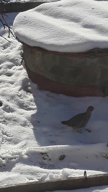 Куропатка. Вид из окна.