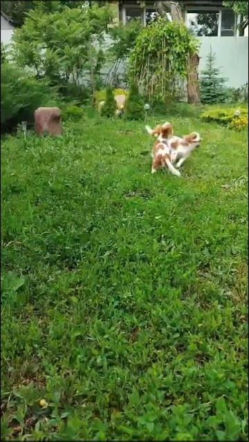 📞+7 906 395-83-95 Продаются щенки 🐶 Кавалер Кинг Чарльз спаниель ✍️ Наталья Масейкина 📍Пенза