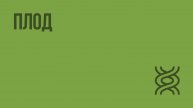 Плод. Видеоурок по биологии 6 класс