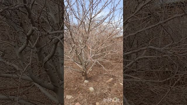 Обрезка яблони🍏🍎