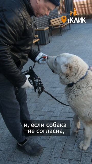 намордник - это важно!