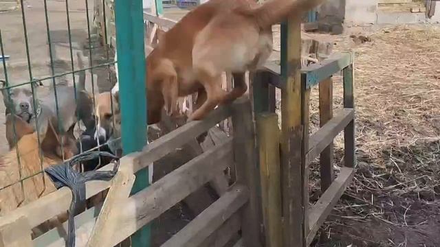 Забор нашим щенкам не помеха