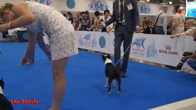 World Dog Show 2016 Moscow, Boston Terrier