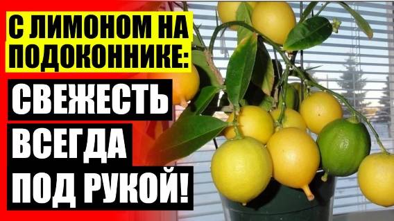 ЦИТРУСОВОЕ ДЕРЕВО В ГОРШКЕ 😎
