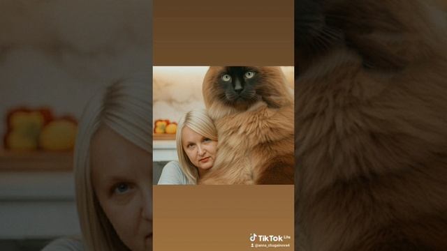 🤎🤎🐱🤎🤎
