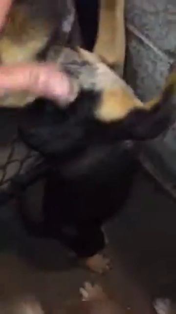 Black and tan small dog in pen 8