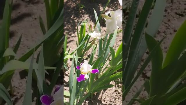 Откройте тайны красоты сада с ирисами: узнайте все о этом элегантном цветке! 🌸
