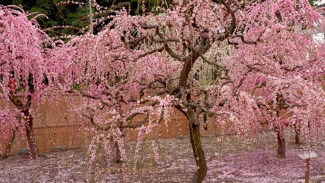 САДЫ КИОТО. НЕЖНАЯ КРАСОТА ПЛАКУЧЕЙ СЛИВЫ В ЦВЕТУ в Киото и Миэ в 2021 году