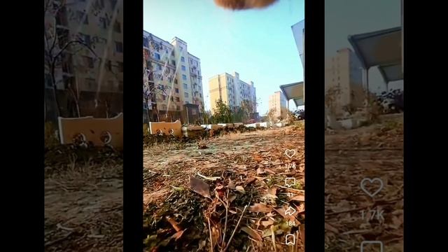 Видео от кота. От первого лица. Коту прикрепил камеру