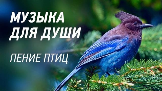 Релакс музыка со звуком пения птиц в лесу