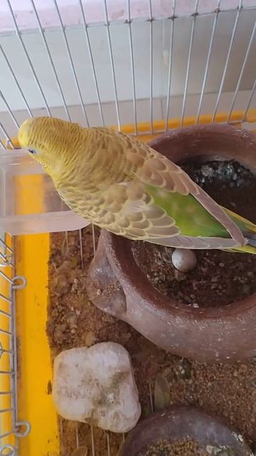 love birds breeding time egg & mother birds