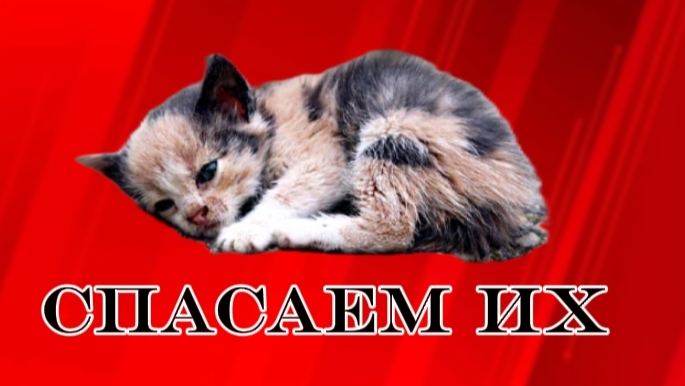 спасаем бедных котиков❤🔥
