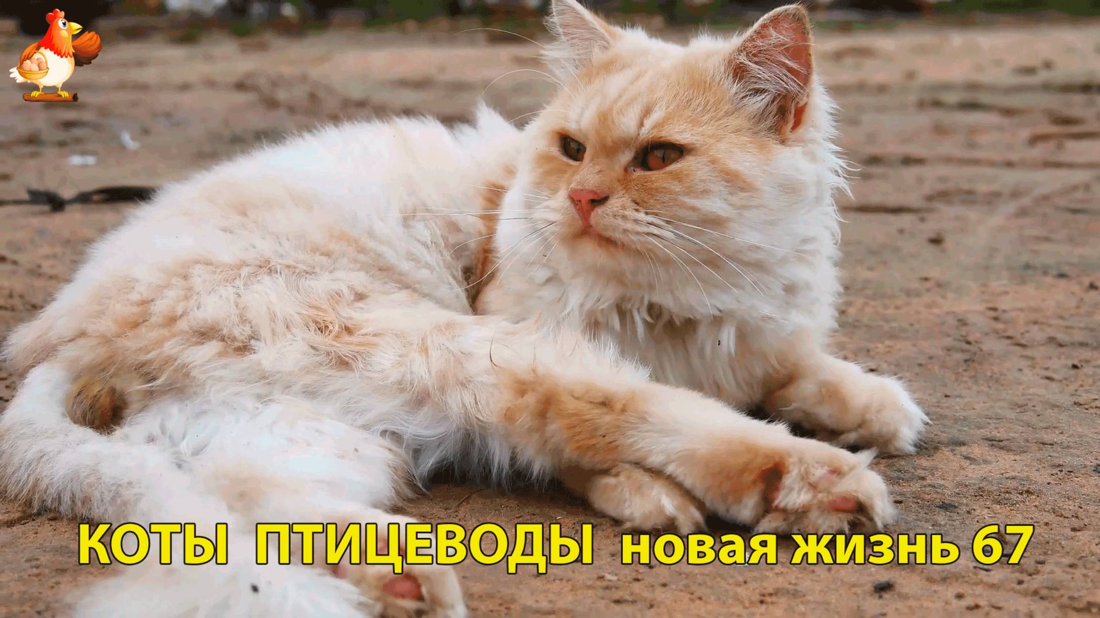 Коты птицеводы со своими подопечными 😹🐈🐈 Новая жизнь – выпуск (67) ❣️🤗😂