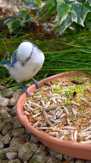 Azure Tit | Aviary Birds | Bird Sounds