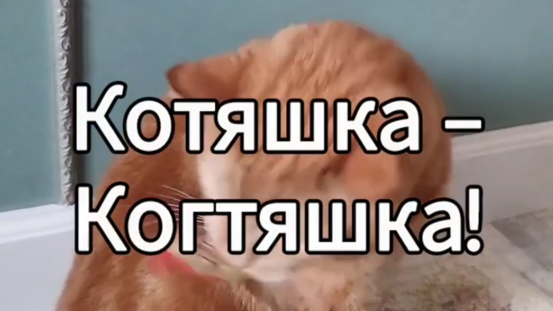 Когтяшка-кактяжко!