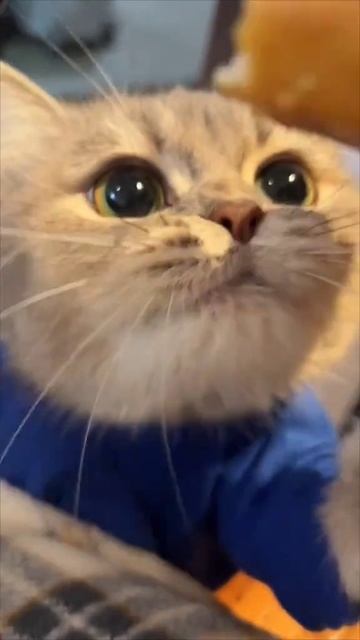 😺😺😺