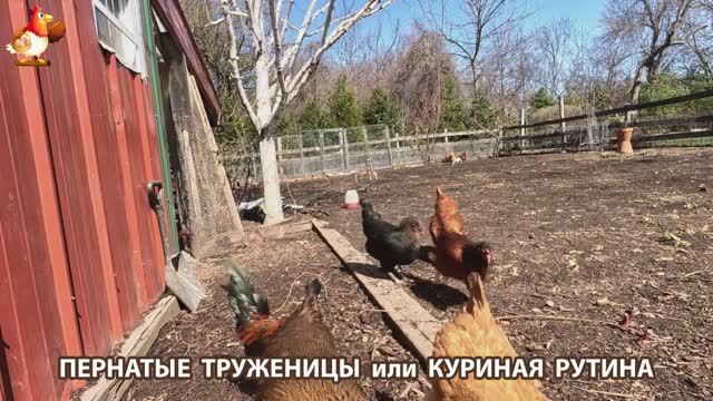 Куры несушки свободного выгула и их обычная куриная рутина – эпизод (104)