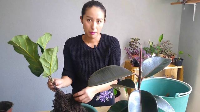 TRASPLANTE DE 2 FICUS  Y TIPS PARA CUIDARLO | 🤗🌱