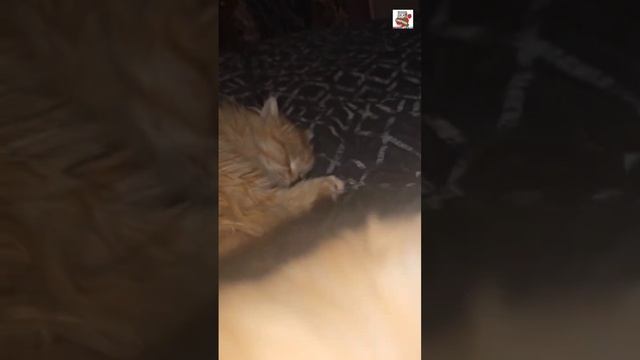 К Пикселюше перед сном в гости пришла сестричка 🌜😻❤️🐈🛏