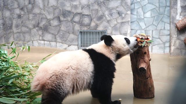 🐼Сегодня в Московском зоопарке поздравили Жуи, Диндин и Катюшу с международным днём панд🐼