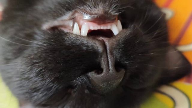котик Малыш