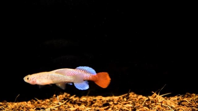 Nothobranchius kilomberoensis Ifakara TAN 95 4