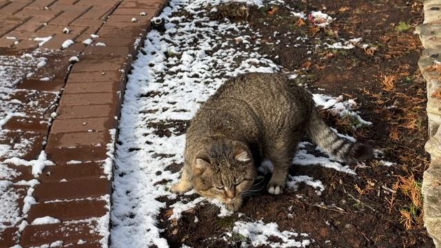 ДНЕВНИК лесного кота: 16 марта - Барсик в недоумении, куда девался снег?