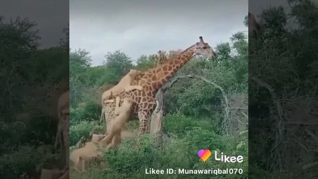 very amazing video