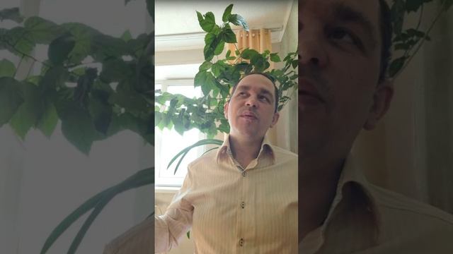 Симфония Феникса (медитация оживления пространства): версия лайт