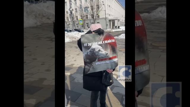 Одиночные пикеты зоозащитников прошли в Южно-Сахалинске
