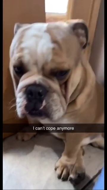 #OurHouse2021 #dog #funnydog #englishbulldog #britishbulldog #21stjune