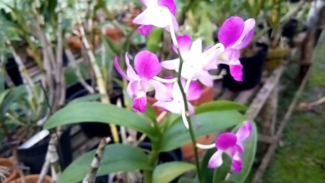 Dendrobium Jairak Smile