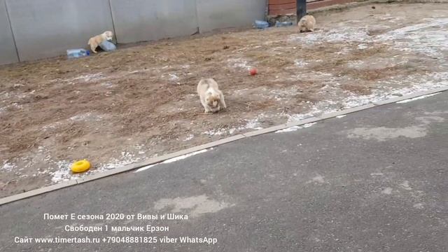 помет Е сезона 2020 дети Вивы и Шика свобод 1 мальчик +79048881825 viber whatsapp www.timertash.r