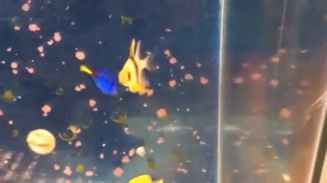 Aquatic analysis: pajama cardinal fish