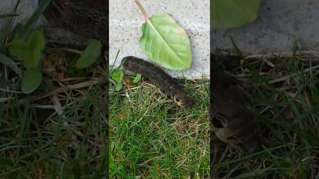 Elephant Hawk moth caterpillar