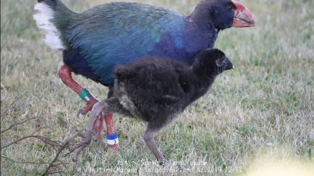 ニュージーランドの珍鳥　 ”タカヘ”（New Zealand rare bird "Takahe"）