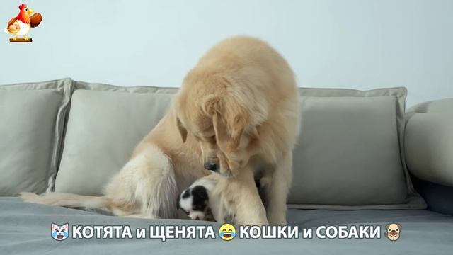 Котята и Щенята 😹 Кошки и Собаки ❣️🥰😂 (27)