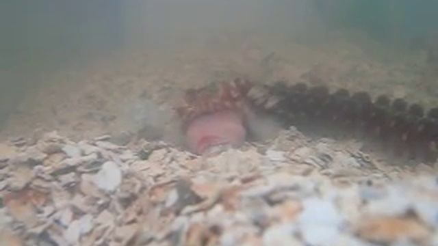 Hermodice carunculata comendo